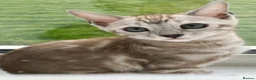 Bengal cats for sale: 🌟pedigree bengal kittens🌟 - Advert 1