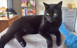 British Shorthair cats for sale: 2 Male Cats, Aged 2 and 8 months - Image 2