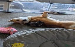 Japanese Shiba Inu dogs for sale: Female shiba inu - Image 3