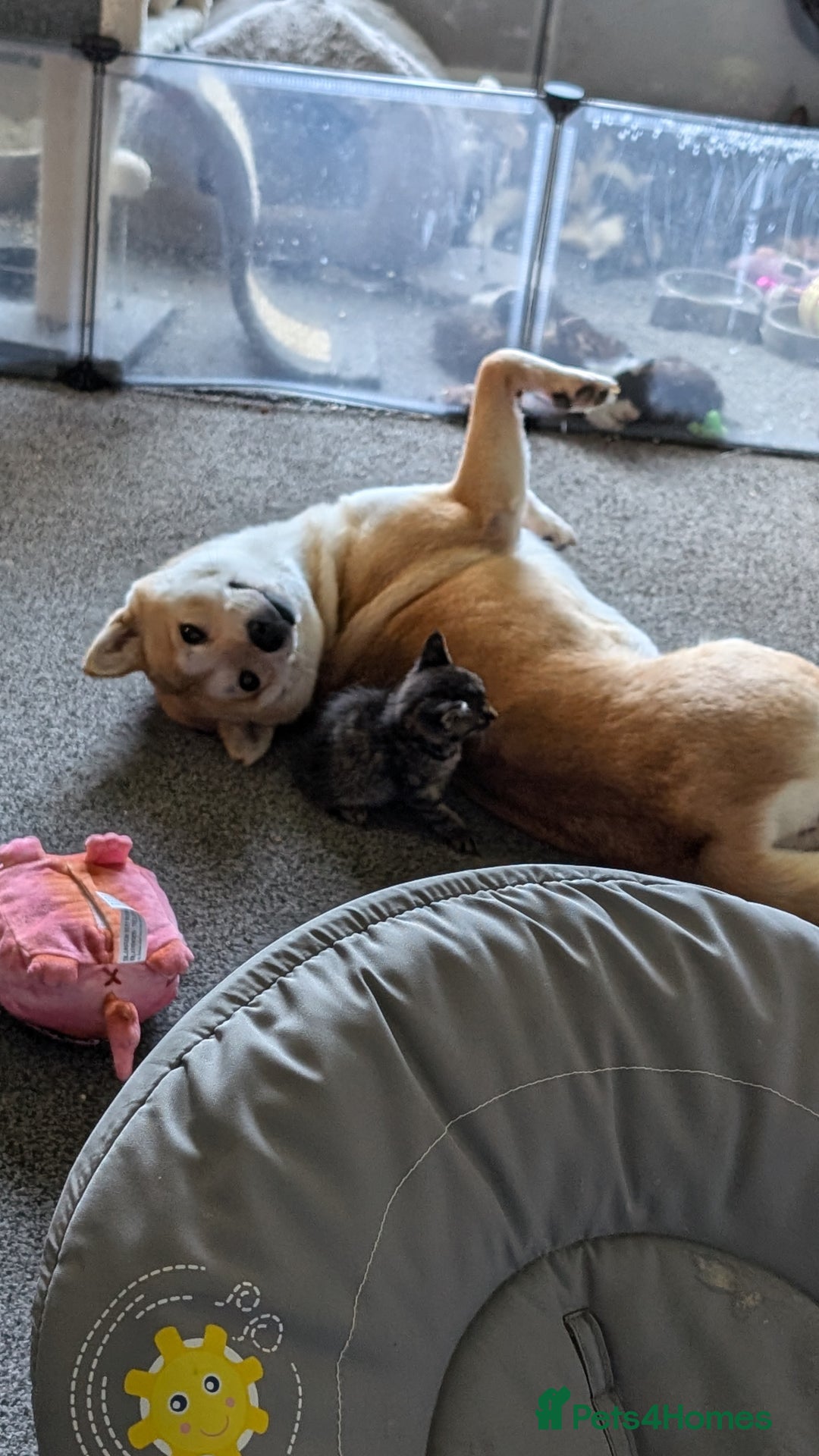 Japanese Shiba Inu dogs for sale: Female shiba inu - Image 3