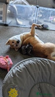 Japanese Shiba Inu dogs - Advert 1