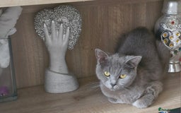 British Shorthair cats for sale: Very beautiful British Shorthair Kittens  - Image 7