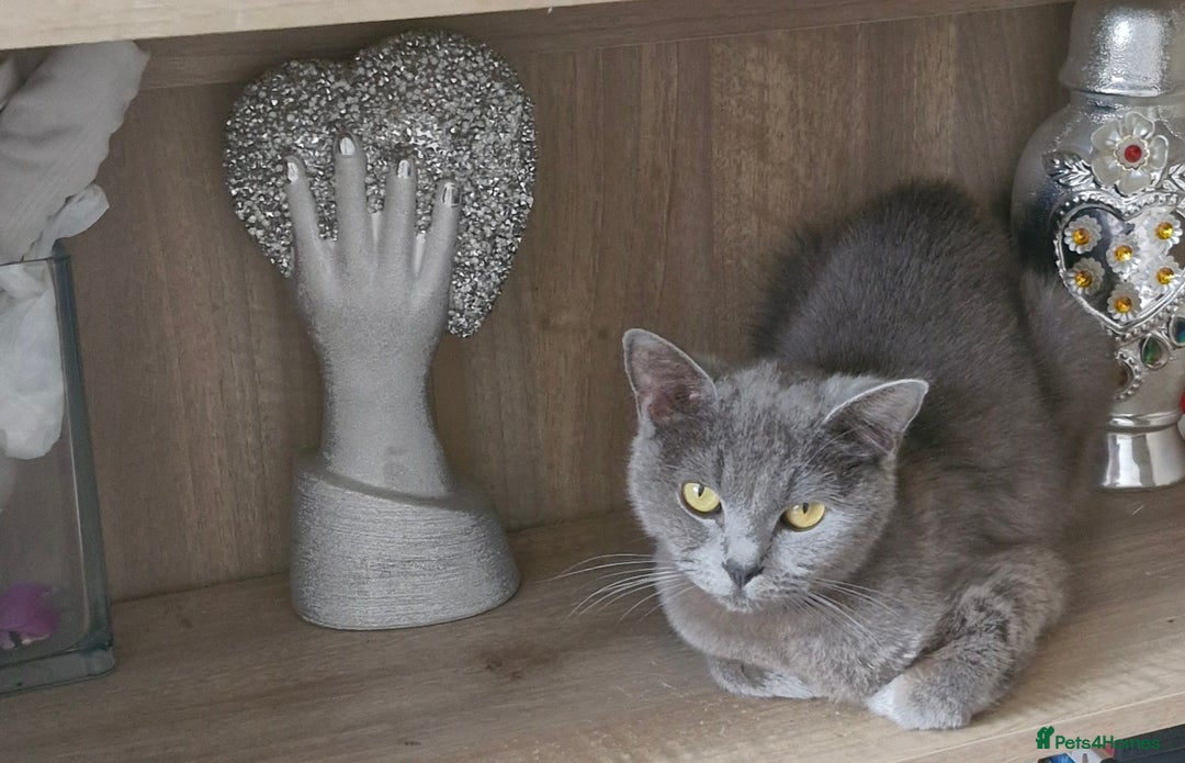 British Shorthair cats for sale: Very beautiful British Shorthair Kittens  - Image 7