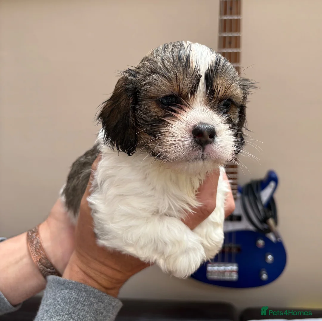 Mixed Breed dogs for sale: F1 Lhasaliers , all girls 💫 - Advert 1