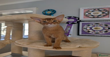 Abyssinian cats - Advert 11