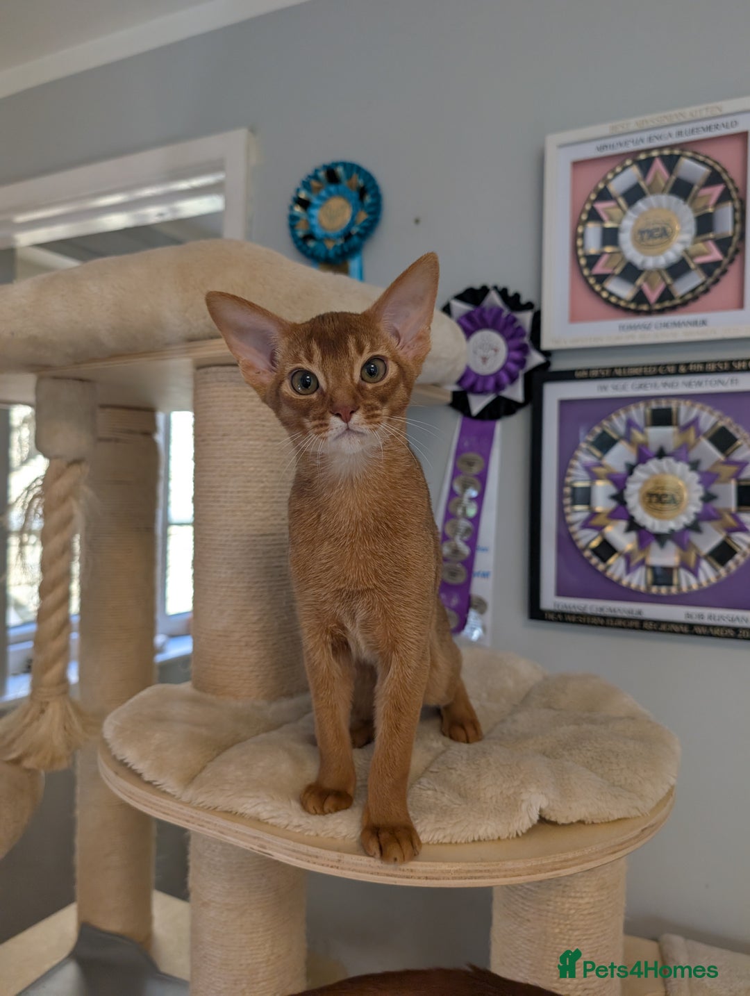 Abyssinian cats for sale: Stunning Abyssinian Babies  - Image 3