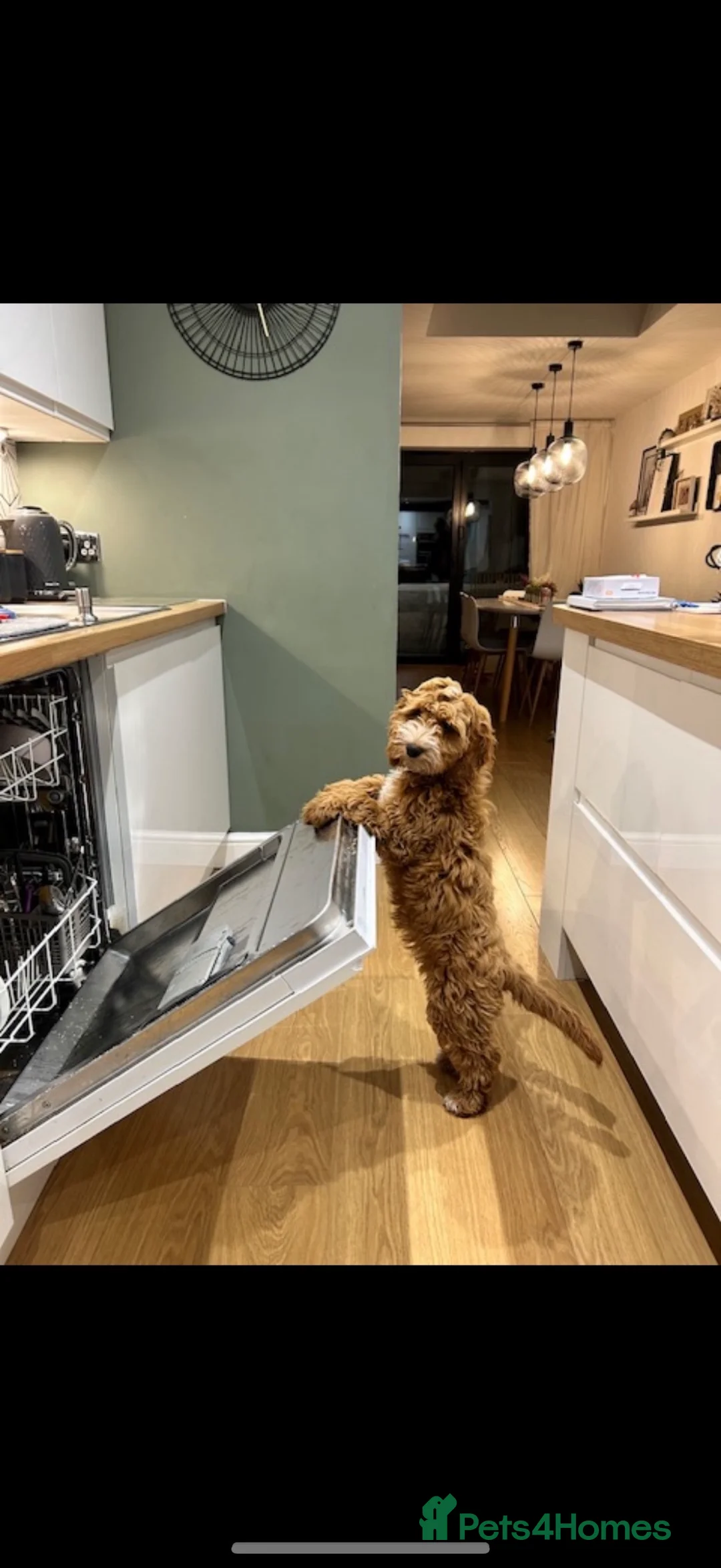 Cavapoo dogs for sale: Beautiful F1 Red Cavapoos- Health Tested - Advert 15