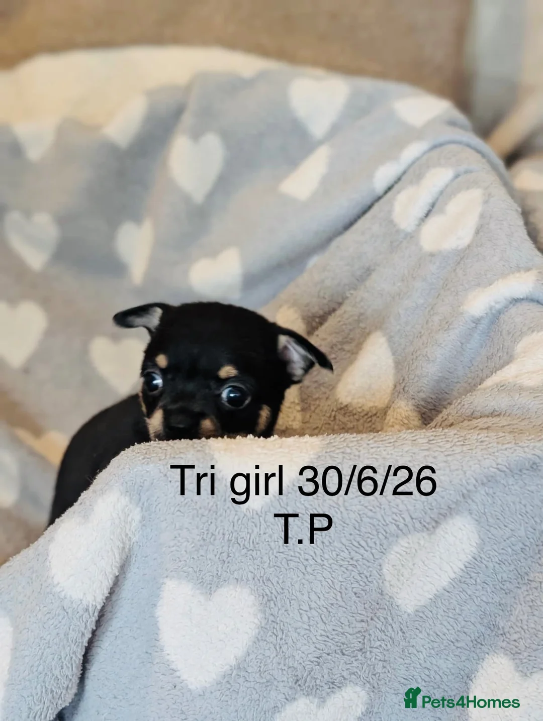Chihuahua dogs for sale: Beautiful Pedigree Chihuahua Puppies,2 Boys2 Girls - Advert 2