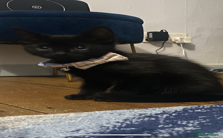 Ragdoll cats - Advert 14