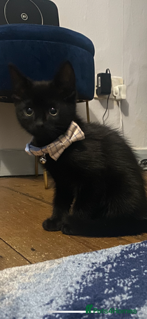 Ragdoll cats - Advert 14