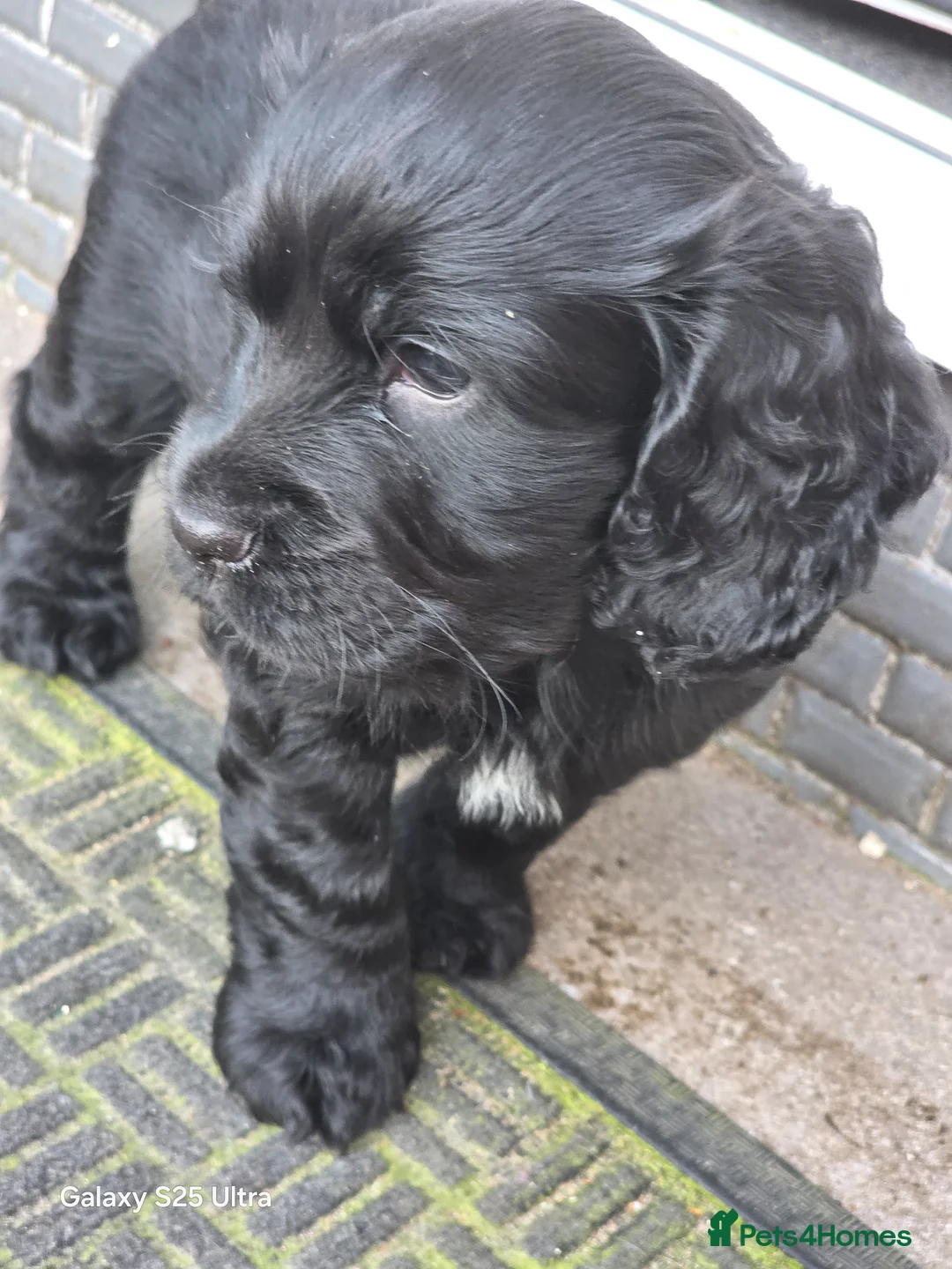 Cocker Spaniel dogs for sale: 3 show cocker spaniel boys for sale - Advert 2