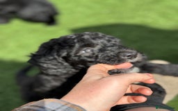 Sheepadoodle dogs for sale: Miniature Sheepadoodles (F1) - Image 32