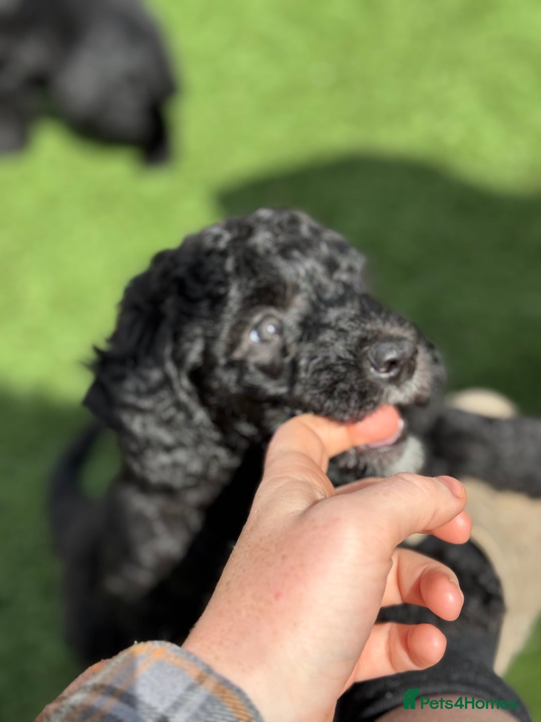Sheepadoodle dogs for sale: Miniature Sheepadoodles (F1) - Image 32