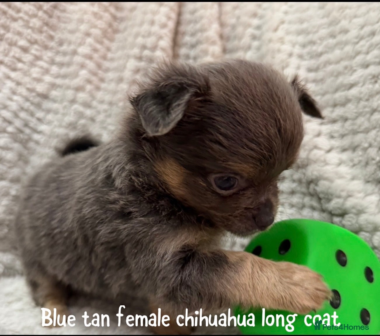 Chihuahua dogs Rare blue tan x1,black tri x1, LC chihuahua female - Advert 6