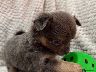 Chihuahua dogs Rare blue tan x1,black tri x1, LC chihuahua female - Advert 6