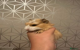 Guinea Pig rodents for sale: 💙 Baby boars for sale 💙 - Image 4