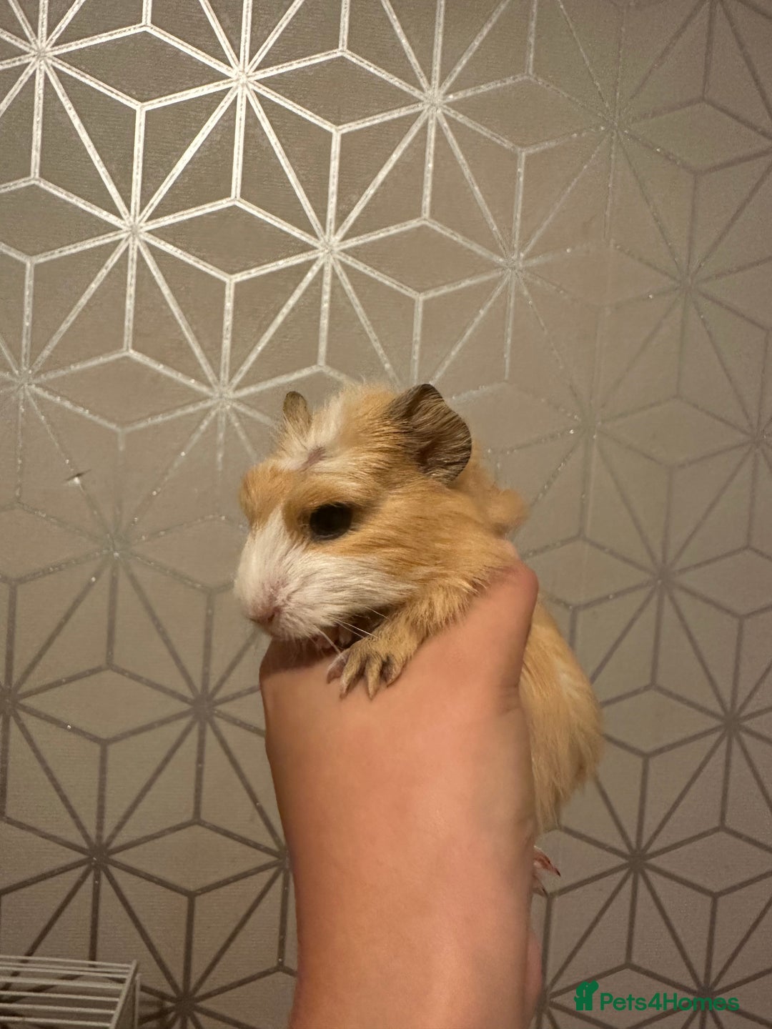 Guinea Pig rodents for sale: 💙 Baby boars for sale 💙 - Image 4