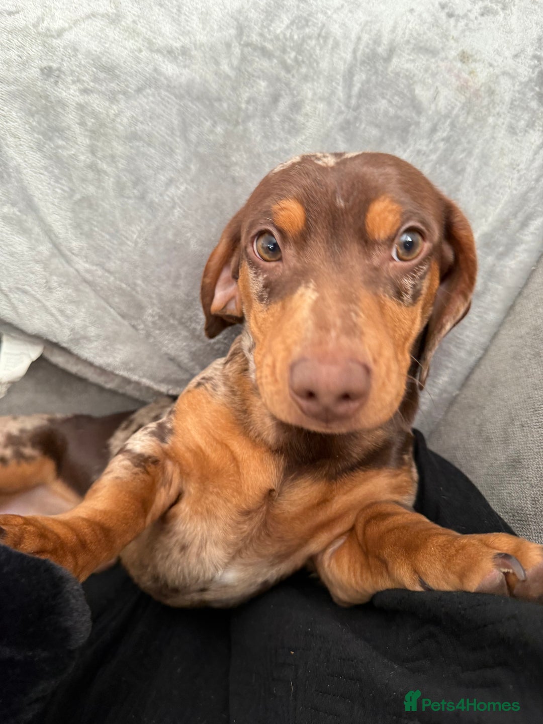 Miniature Dachshund dogs for stud: Dapple miniature dachshund for stud - Image 6