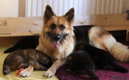 German Shepherd dogs for sale: Adorable GSD pups, straight back line, KC reg - Image 1