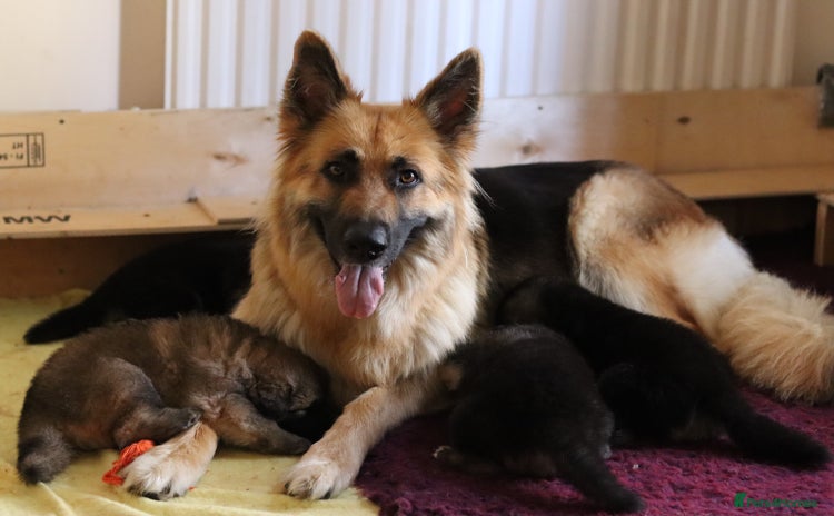 German Shepherd dogs - Advert 4