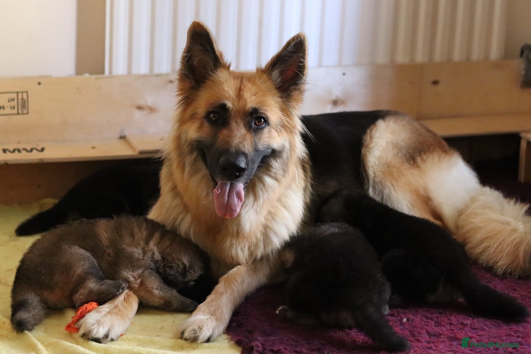 German Shepherd dogs for sale: Adorable GSD pups, straight back line, KC reg - Image 1