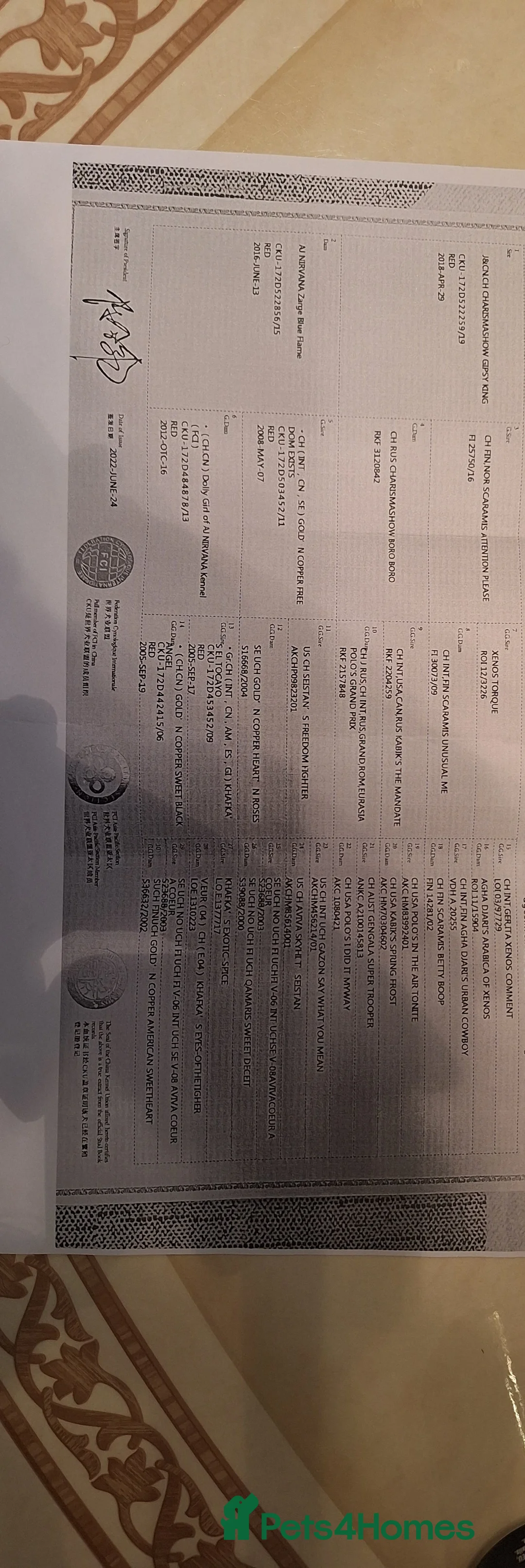 Toy Poodle dogs for stud: Red asian poodle for stud - Advert 9