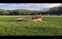 Mixed Breed dogs for sale: Loving Dog Looking for a Forever Home! - Advert 7