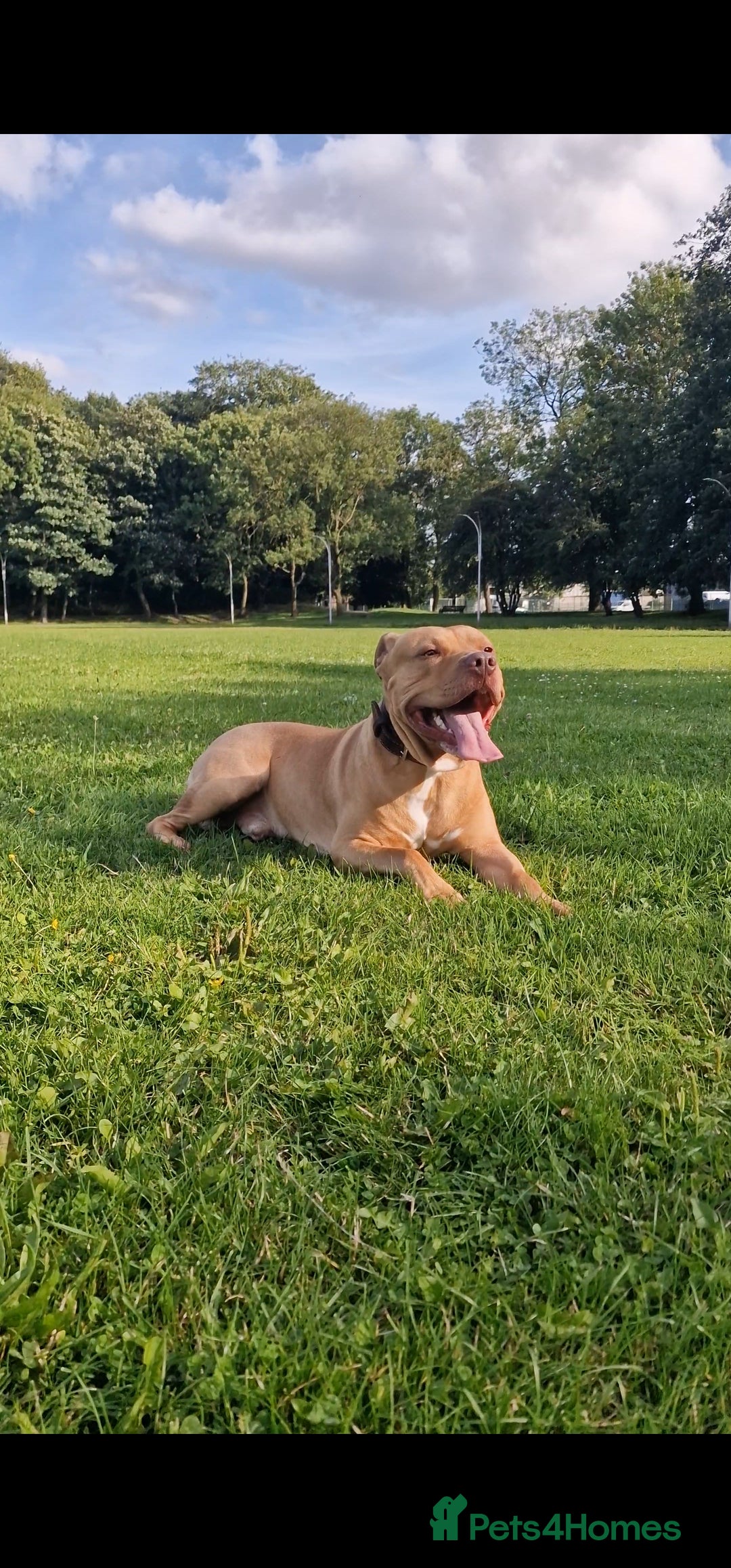 Mixed Breed dogs for sale: Loving Dog Looking for a Forever Home! - Advert 7