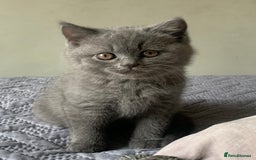 British Shorthair cats for sale: British Blue Kittens - Image 20