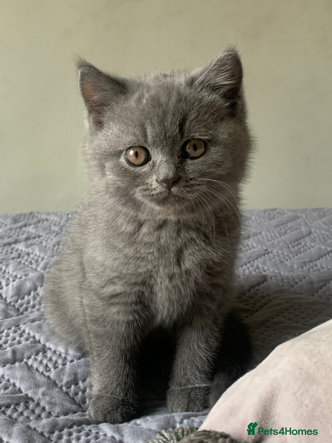 British Shorthair cats for sale: British Blue Kittens - Image 20