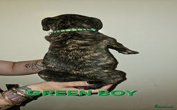 Bullmastiff dogs for sale: 11 Bullmastiff puppies for sale - Advert 22