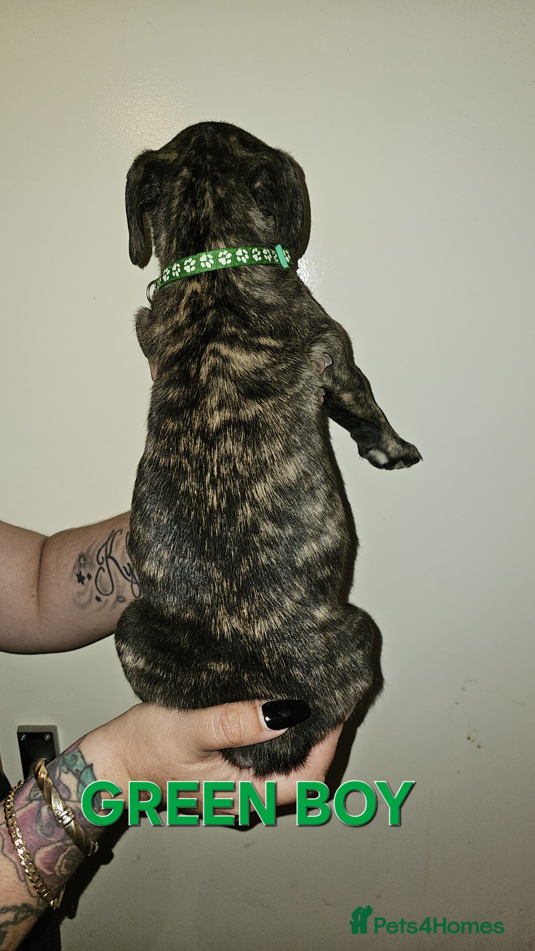 Bullmastiff dogs for sale: 11 Bullmastiff puppies for sale - Advert 22