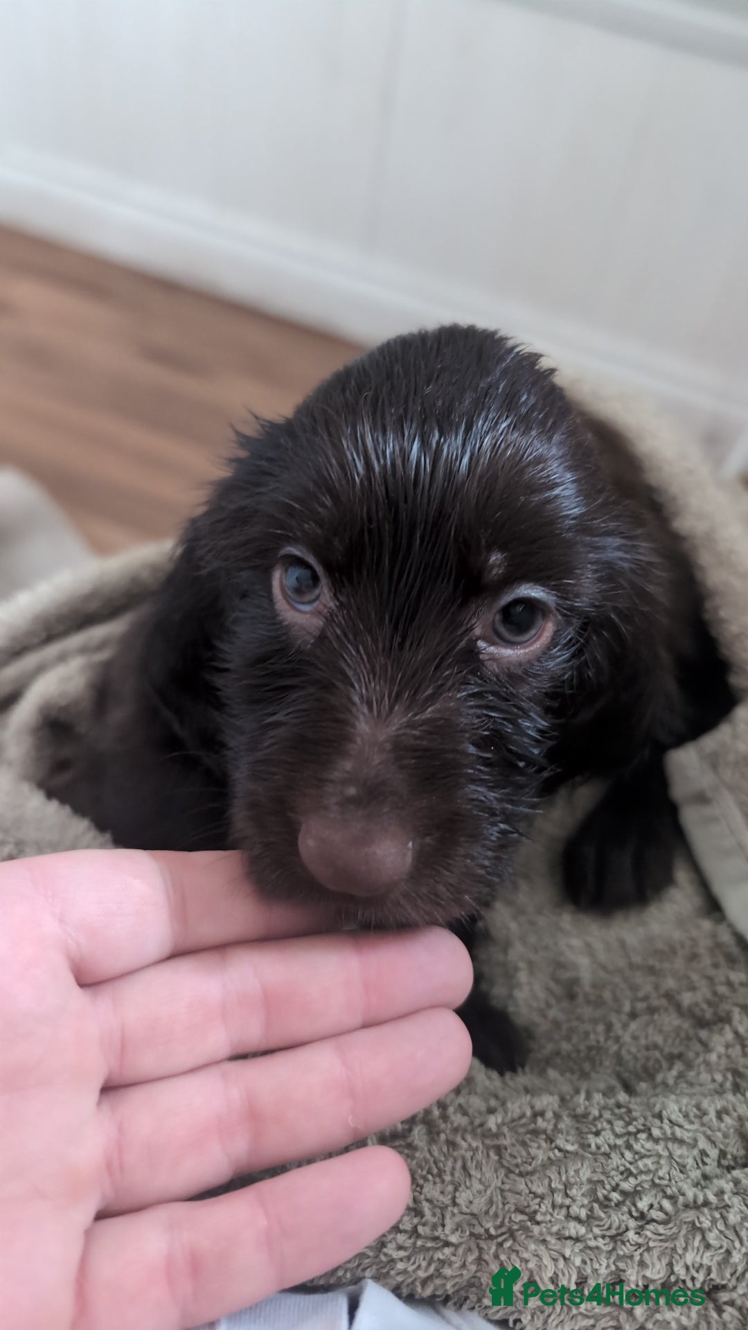 Field Spaniel dogs for sale: Rare and vulnerable Field Spaniel puppies LAST FEW - Image 12