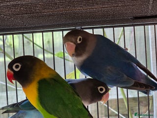 Lovebirds birds Blackmasked baby lovebird for sale. - Advert 1