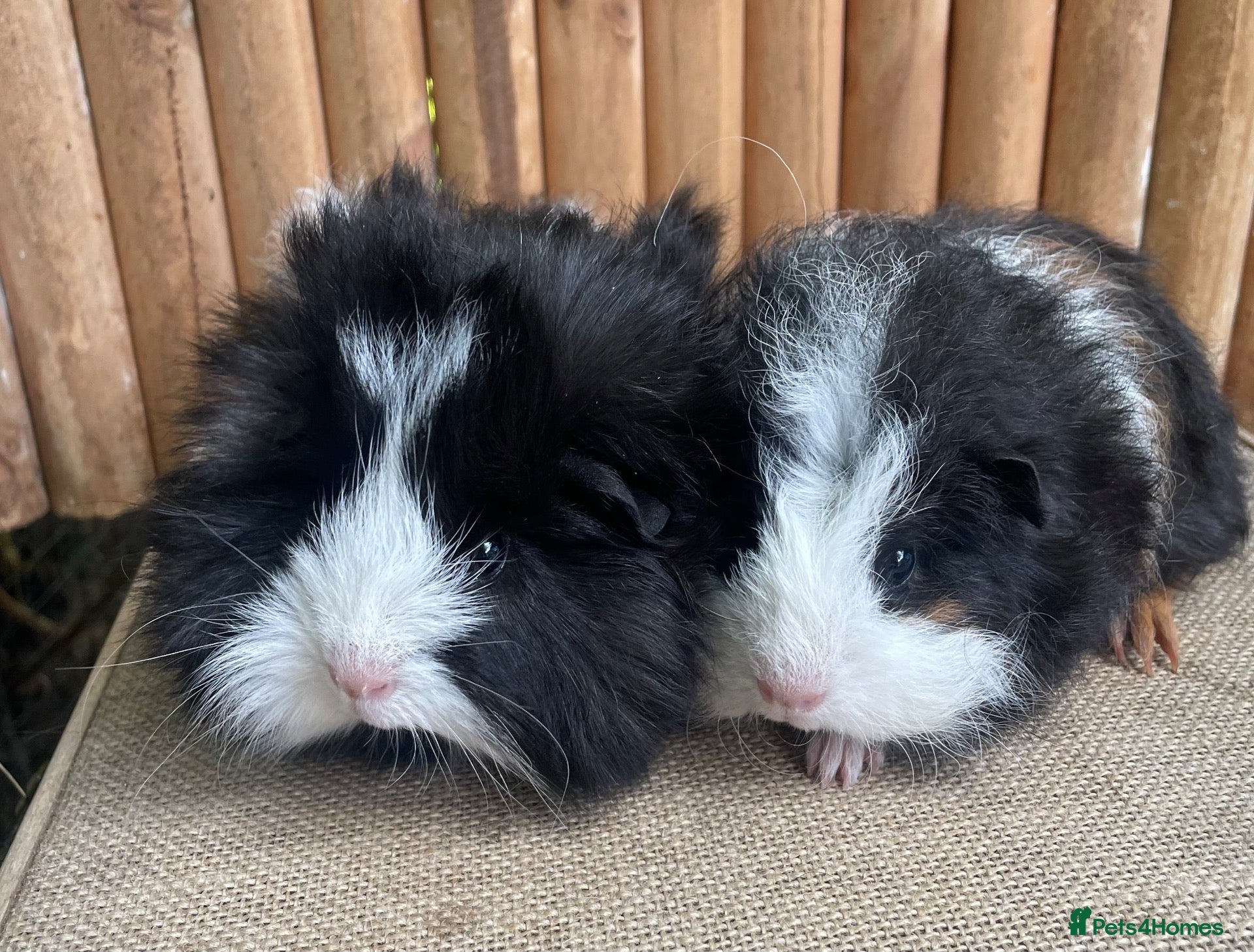 Guinea Pig rodents Baby sows - Advert 12