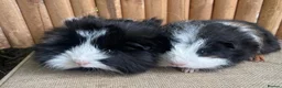 Guinea Pig rodents for sale: Baby sows - Advert 1