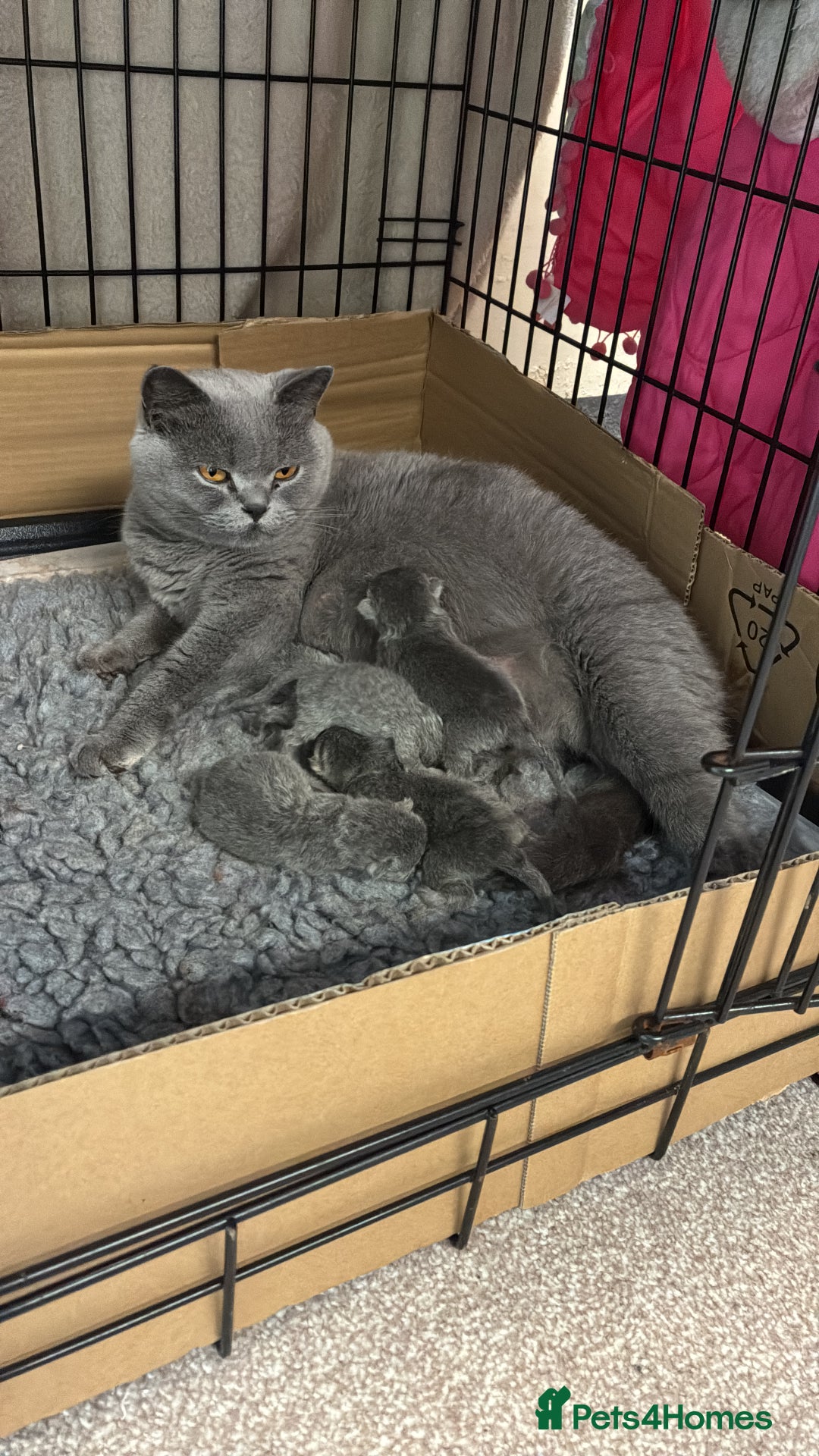 British Shorthair cats for sale: Stunning Special Pedigree Litter - Advert 2