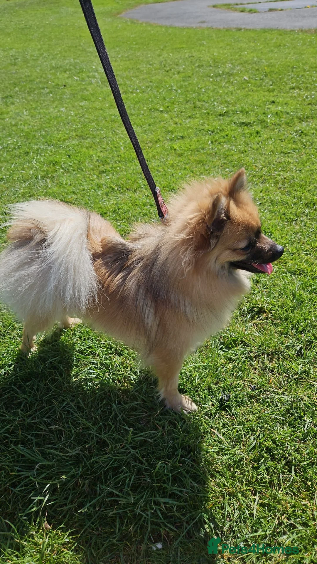 Pomeranian dogs for sale: Beautiful Pomeranian puppies  in Wakefield - Advert 1