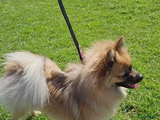 Pomeranian dogs Beautiful Pomeranian puppies - Advert 1