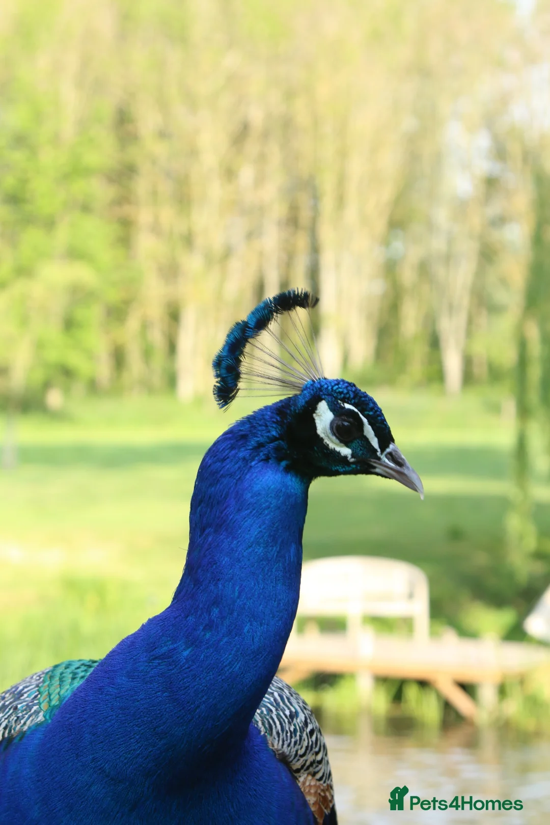 Peafowl poultry for sale: Peafowl ( peacocks, peahens, Peachicks) in Witham - Advert 1