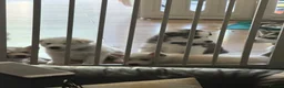 Siberian Husky dogs for sale: Beautiful Siberian husky puppies - Advert 22