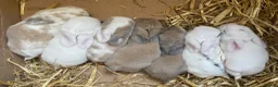 Mini Lop rabbits for sale: Beautiful pure breed mini lops - Advert 1