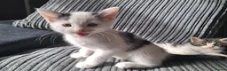 Mixed Breed cats for sale: Beautiful friendly kittens looking for loving home - Advert 6