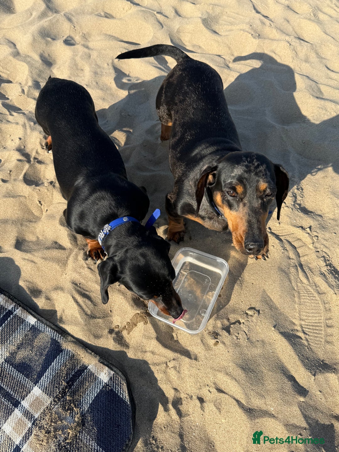 Miniature Dachshund dogs for sale: LADY & RUBY - Advert 7