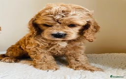 Cockapoo dogs for sale: Toy Yankee doodles American cockapoo - Image 14