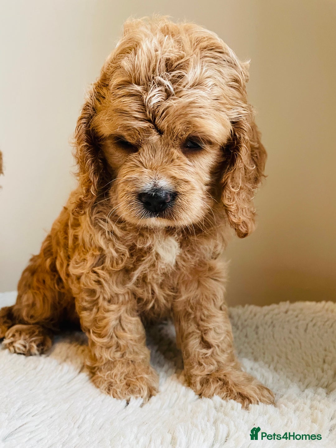 Cockapoo dogs for sale: Toy Yankee doodles American cockapoo - Image 14