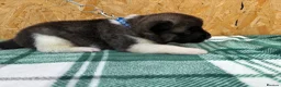 Akita dogs for sale: KC Reg American Akita puppies - Advert 7