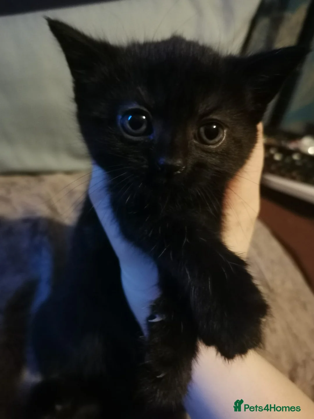 Domestic Shorthair cats for sale: 3 beautiful kittens - Advert 1