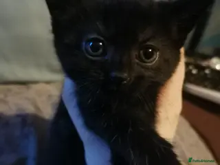 Domestic Shorthair cats 3 beautiful kittens - Advert 7
