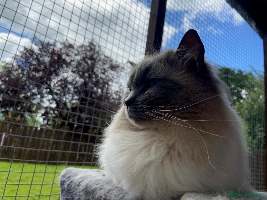 Ragdoll cats for stud: Silky - Available for Stud Loving GCCF / TICA  in Kilmarnock - Advert 3